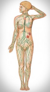 lymphatic-diagram